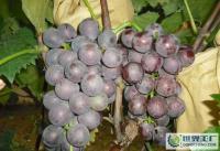 优质巨峰葡萄无公害供应，打造生鲜水果合作新篇章