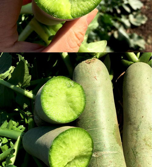 潍坊萝卜 孕期健康伴侣，山东特产沙窝脆甜新体验